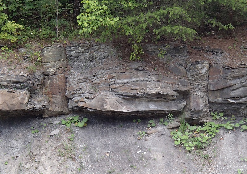 Upright (Standing) Fossil Tree Stumps, Fossils, Kentucky Geological Survey, University of Kentucky
